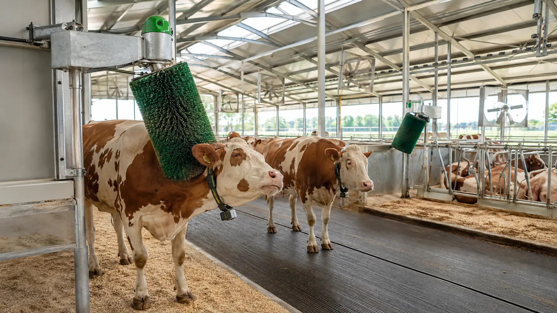 Vaci într-un grajd modern de bovine, cu perii rotative de scărpinat, coliere de monitorizare și crotalii galbene în urechi