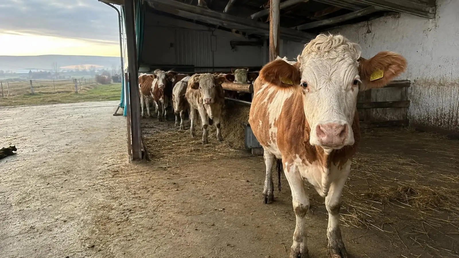 Vacă Bălțată românească cu crotalie galbenă în ureche, într-un grajd de bovine
